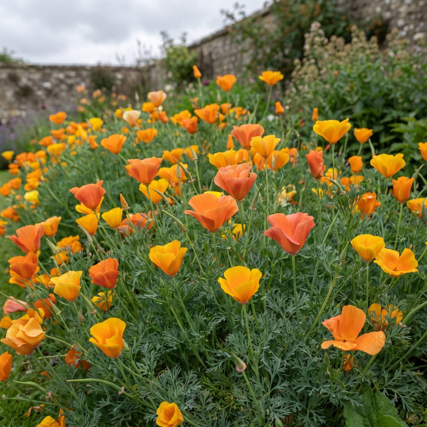 California Poppy Seed Pack